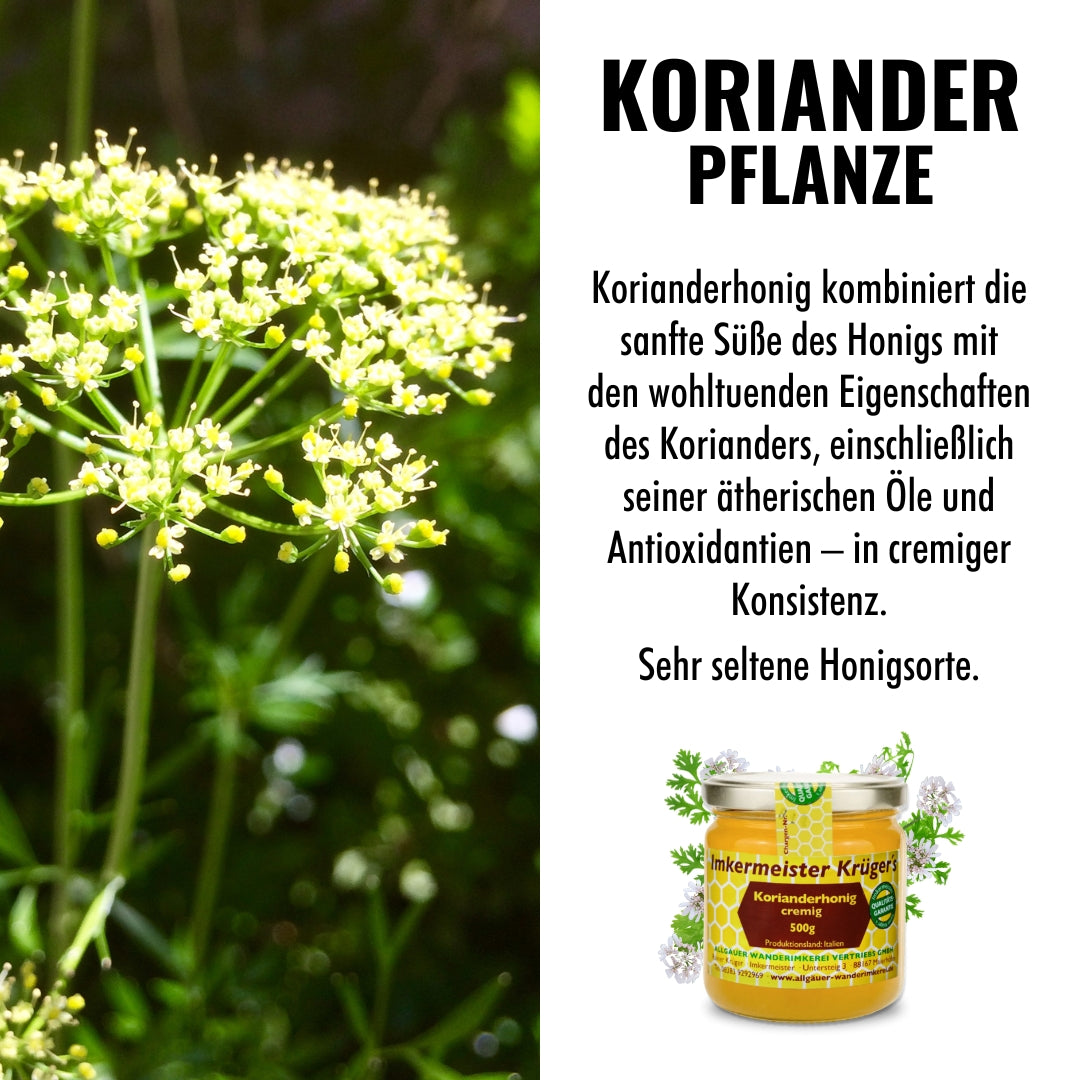 Korianderhonig cremig aus Sardinien von der Allgäuer Wanderimkerei, neu und seltener Honig