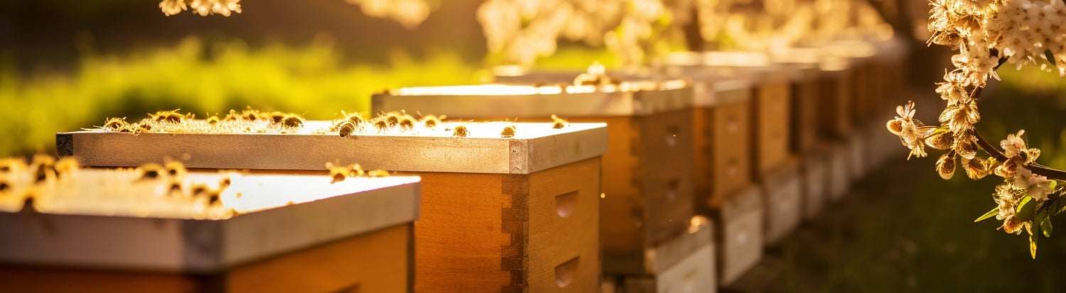 Bienenwaben Banner header destop Allgäuer Wanderimkerei
