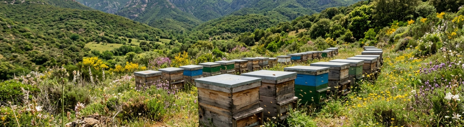 Sardinien mit Bienenkästen vond er Allgäuer Wanderimkerei, Headerbild destop
