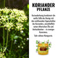 Korianderhonig cremig aus Sardinien von der Allgäuer Wanderimkerei, neu und seltener Honig