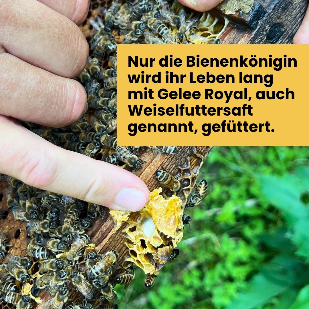 Frisches und natürliches Gelee Royal 25g von der Allgäuer Wanderimkerei