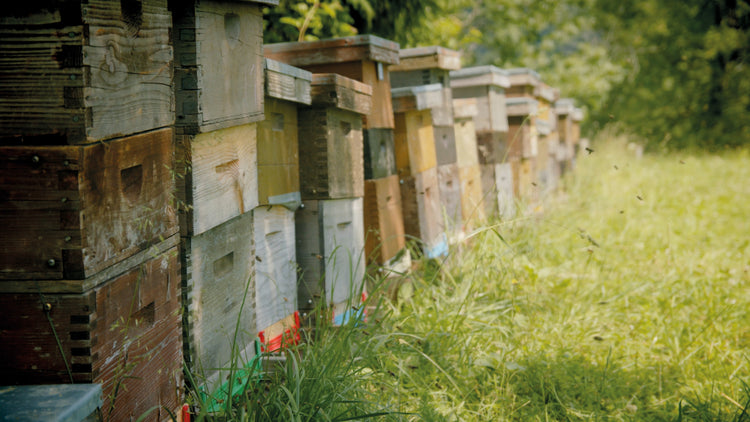 (Imker) Imkerei aus dem Allgäu für Honig sowie Bienenprodukte kosmetik