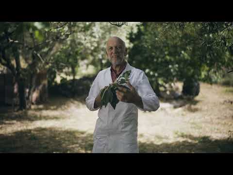 Edelkastanienhonig aus Sardinien - vorgestellt von Rainer Krüger. Er hat die Edelkastanien-Pflanze in der Hand.