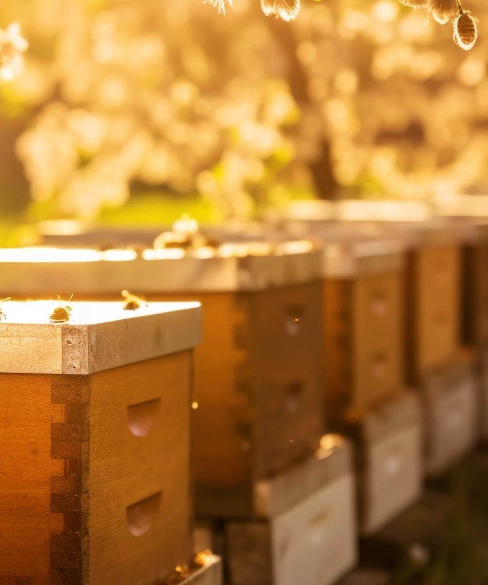 Bienenwaben Banner header mobil Allgäuer Wanderimkerei